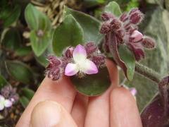 Tradescantia cerinthoides