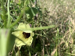 Hibiscus caesius caesius