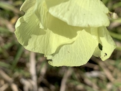 Hibiscus caesius caesius
