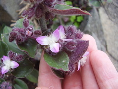 Tradescantia cerinthoides