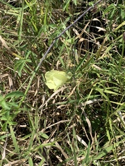 Hibiscus caesius caesius