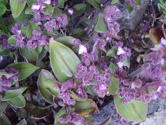 Tradescantia cerinthoides
