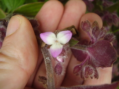 Tradescantia cerinthoides