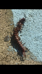 Scolopendra alternans