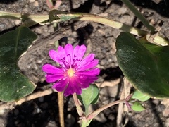Corbichonia decumbens