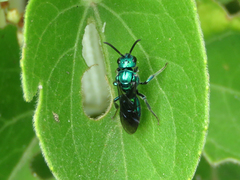 Temnosoma