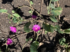 Corbichonia decumbens