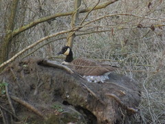 Branta canadensis