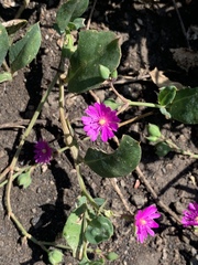 Corbichonia decumbens