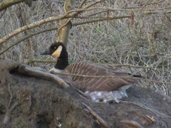 Branta canadensis