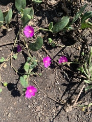 Corbichonia decumbens