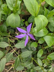 Vinca major
