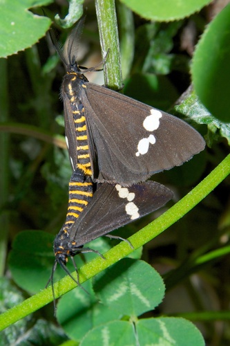 New Zealand Magpie Moth photo 6