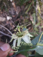 Passiflora microstipula