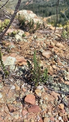 Cheilanthes contracta