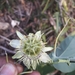 Passiflora microstipula - Photo (c) Angel Vazquez, some rights reserved (CC BY-NC), uploaded by Angel Vazquez