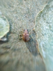 Colaspis cribricollis