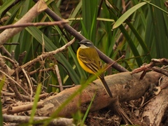 Motacilla flava iberiae