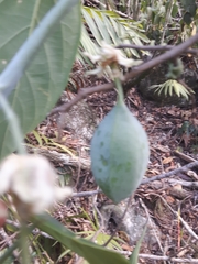 Passiflora microstipula
