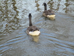 Branta canadensis
