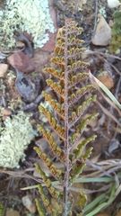 Cheilanthes contracta