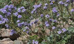 Phacelia bombycina