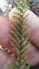 Cheilanthes contracta