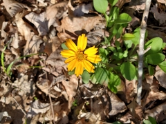 Coreopsis auriculata