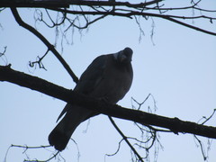 Columba palumbus