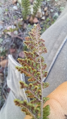 Cheilanthes contracta