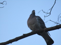 Columba palumbus