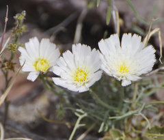Calycoseris wrightii