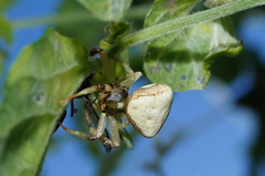 Misumenoides