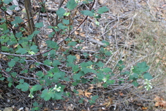 Ribes indecorum