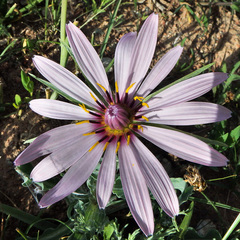 Tragopogon marginifolius