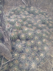 Ferocactus flavovirens