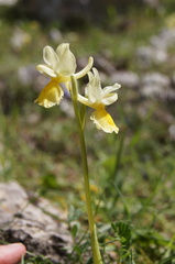 Orchis pauciflora