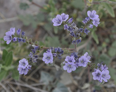 Phacelia bombycina