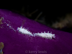 Tritonicula hamnerorum
