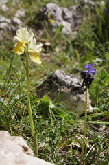 Orchis pauciflora