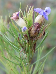 Psoralea ivumba