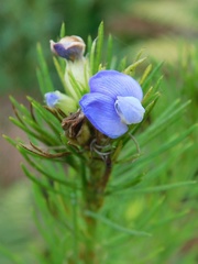Psoralea ivumba