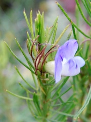 Psoralea ivumba