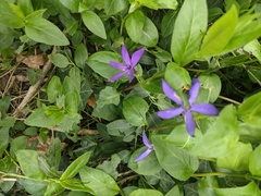 Vinca major