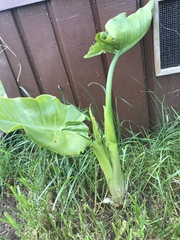 Zantedeschia aethiopica
