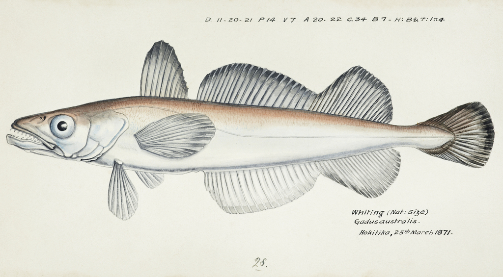 Southern Hake