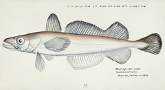 Southern Hake photo 1