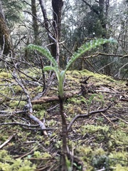 Tanacetum bipinnatum