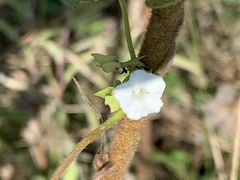 Ipomoea plebeia africana