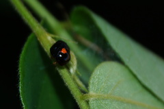 Clastopteridae